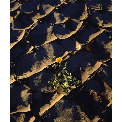 CA, Anza-Borrego Desert Sunflower in Cracked Mud